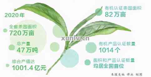 全面了解六大茶山普洱茶系列：产品特点、口感、年份与价格一应俱全