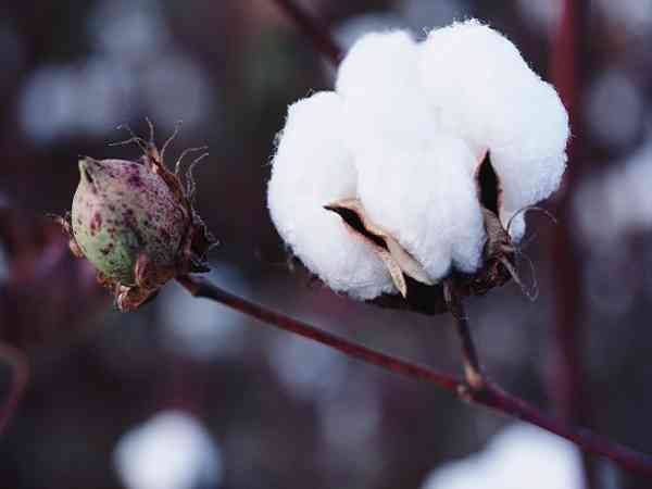 '莫西沙皮壳：如何评估棉花品质'