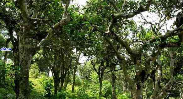 2019年景迈山普洱茶精选古树茶叶批发价格与平台交易详情