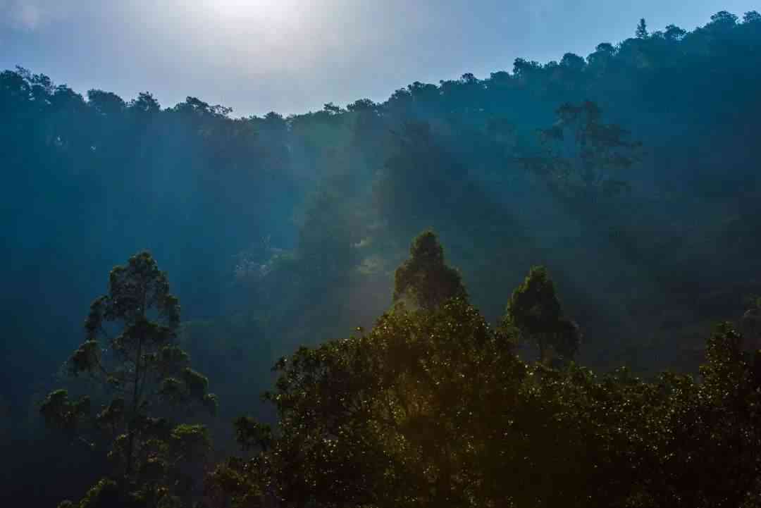 云南困鹿山普洱茶的产地及文化背景探索