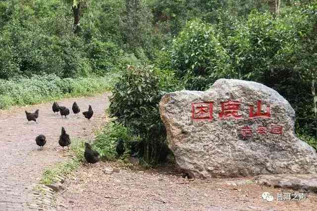 云南困鹿山普洱茶的产地及文化背景探索