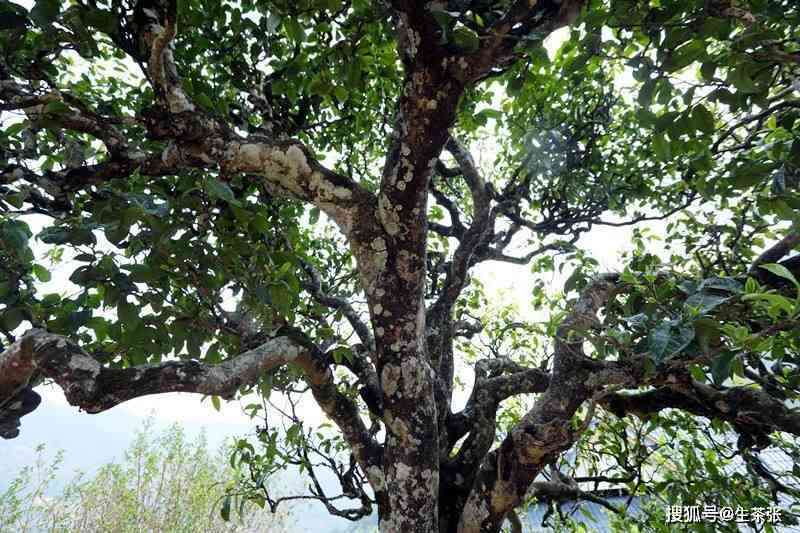 冰岛山间珍稀古树茶：一种独特的云南普洱茶体验