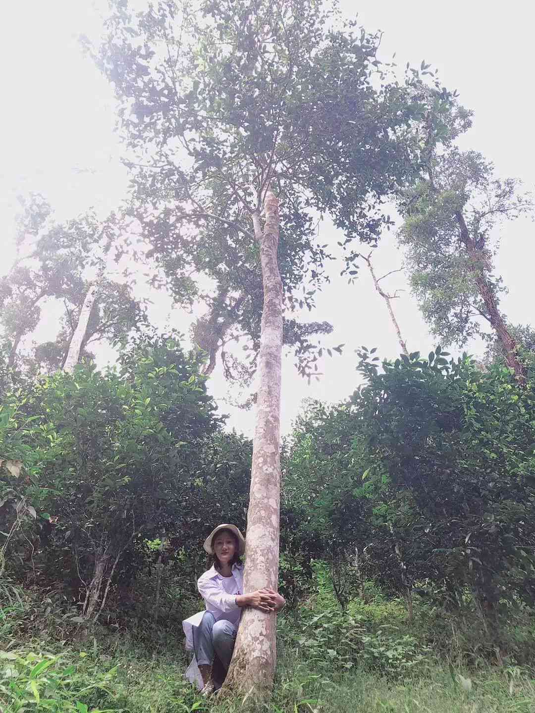 天门山有几家人普洱茶