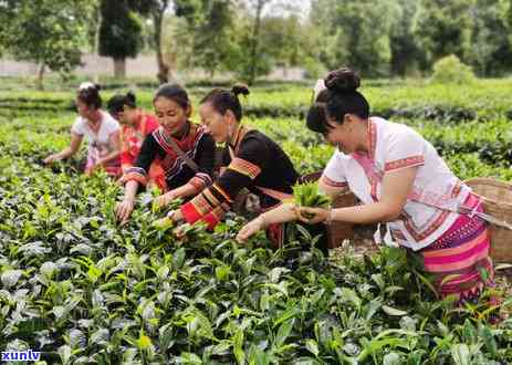 南亚风情第壹城普洱茶：探索云南茶文化与风土人情的完美结合