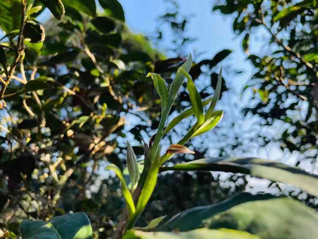 薄荷糖古树茶的独特清凉口感与健品质：体验普洱茶的显著特点