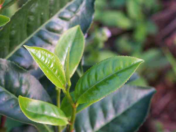 大叶青，普洱茶的代表之一：一种独特的茶叶魅力解析