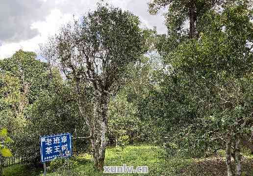 新 古树子箐普洱茶：香醇口感与独特韵味的完美结合