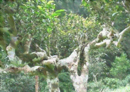 普洱六大茶山各产那种茶详解：六大茶山排名及产区分析