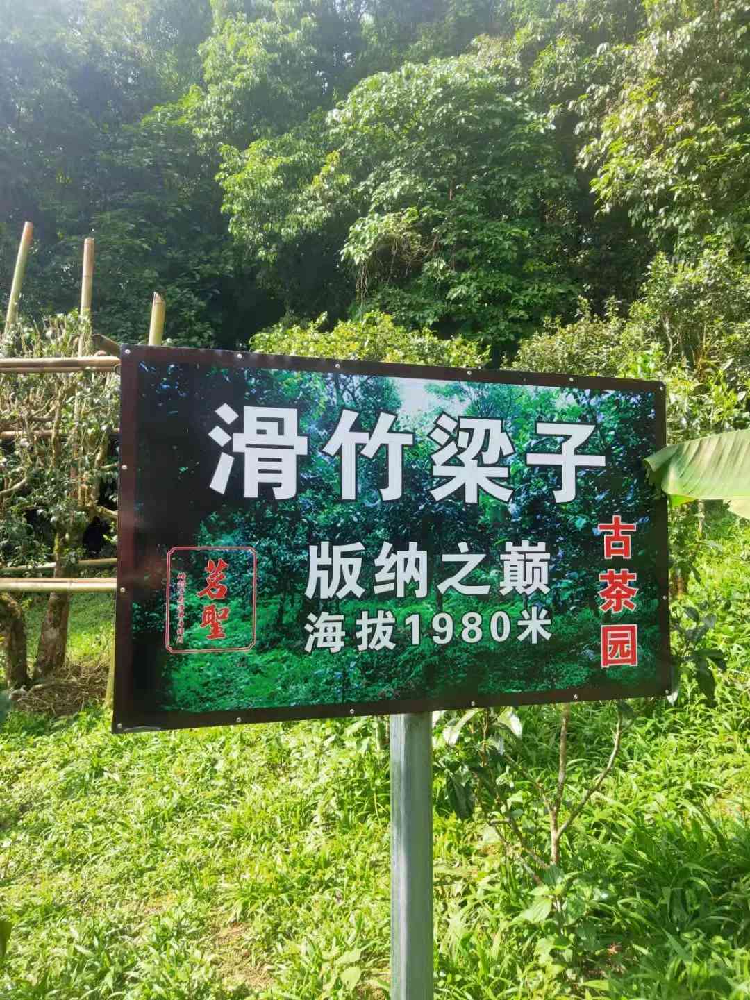 冰岛普洱茶熟茶班章醇