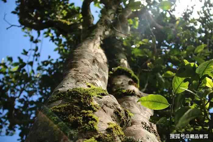 古树普洱茶的独特韵味与香气解析