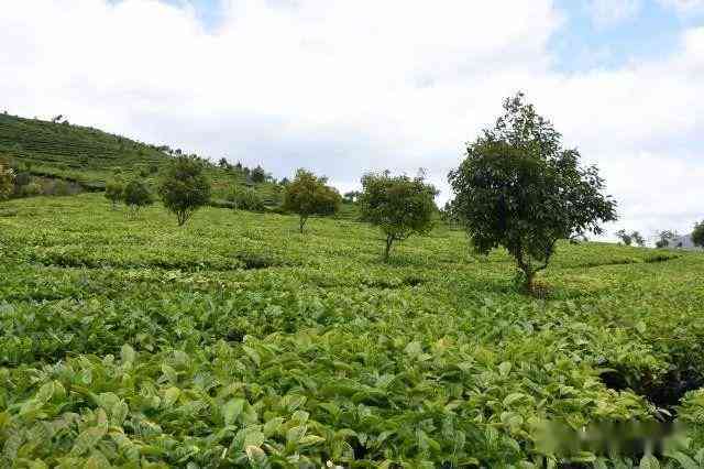 云南东方印象茶业：从茶叶种植到品质保证的全方位解答