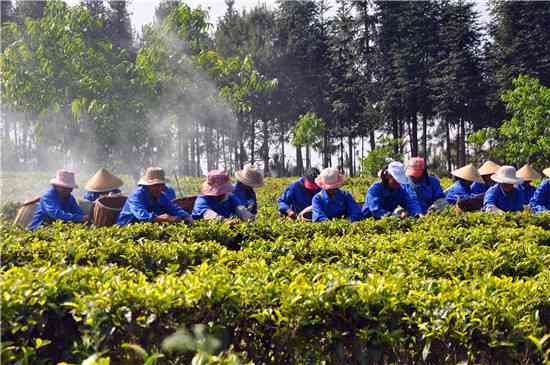 云南东方印象茶业：从茶叶种植到品质保证的全方位解答