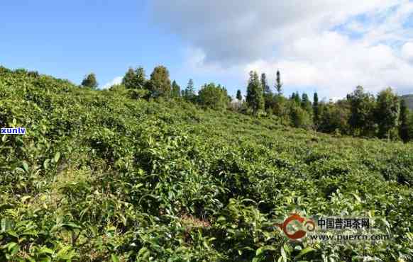 云南东方印象茶业：从茶叶种植到品质保证的全方位解答