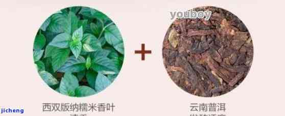 糯米香叶与普洱茶配比多少合适