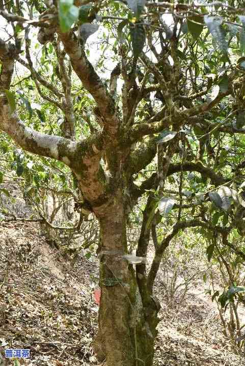 易泰龙普洱茶金枕无忧：5万，300块，易武易泰龙，千年古树，普洱茶一览