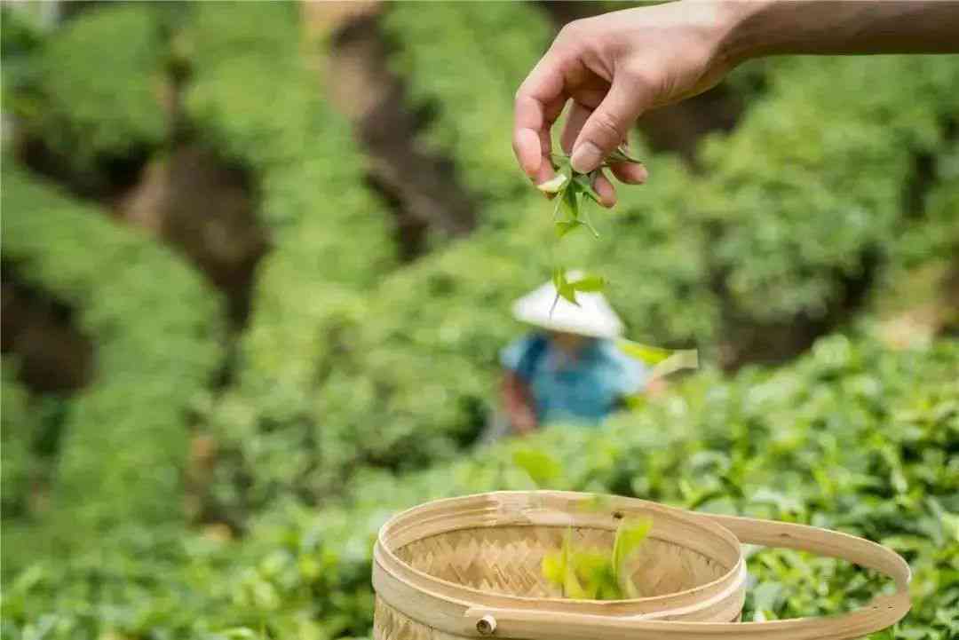 五凤茶：茶香四溢的艺术殿堂