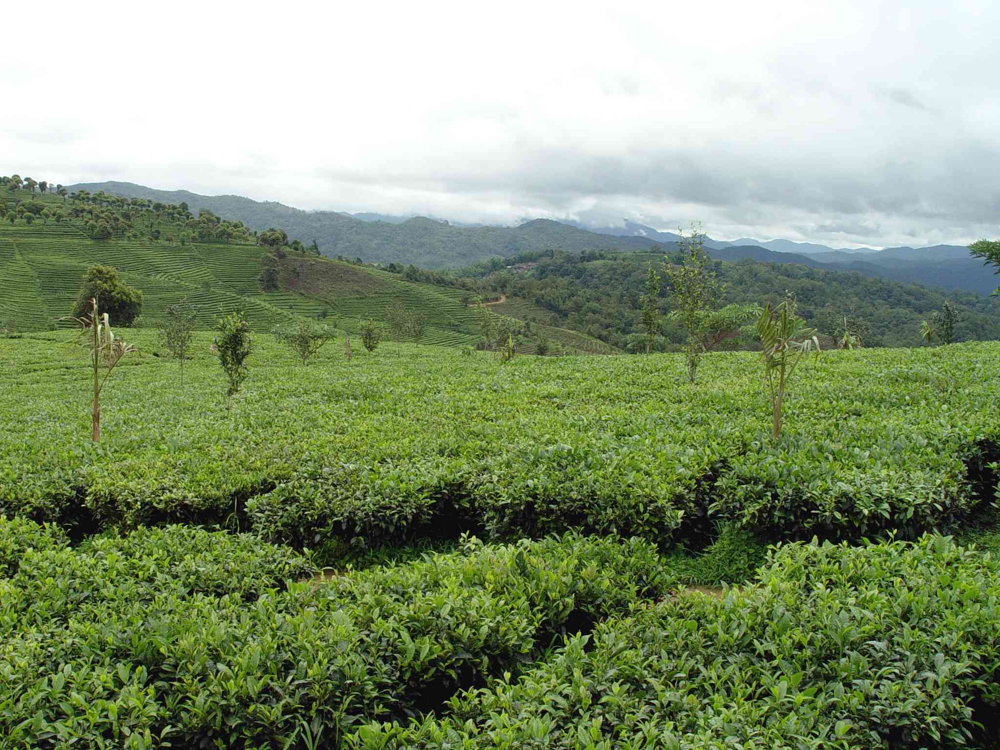 象塘茶世家云南普洱茶生产基地