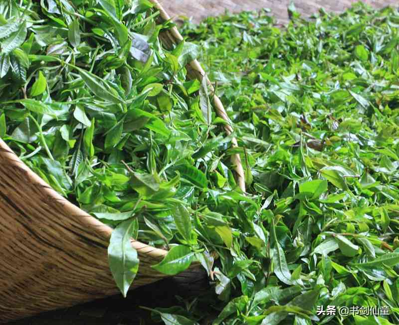 云南普洱茶十大山头古树茶排行榜，全方位解析每款茶叶的品质与特点