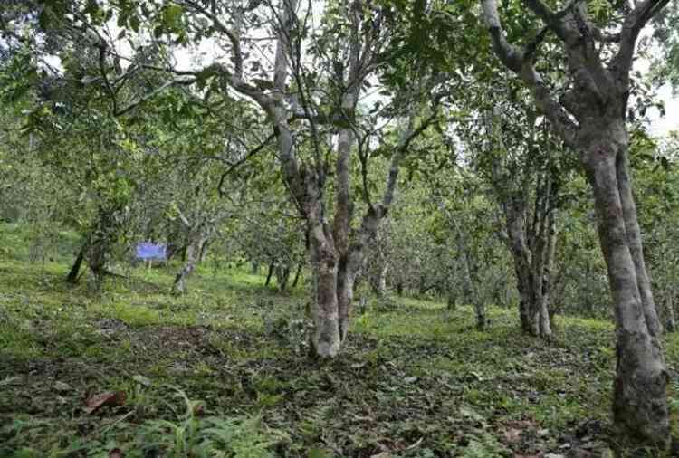 探索10大山头普洱古树茶：品种、产地、品质、泡法及品尝技巧一应俱全