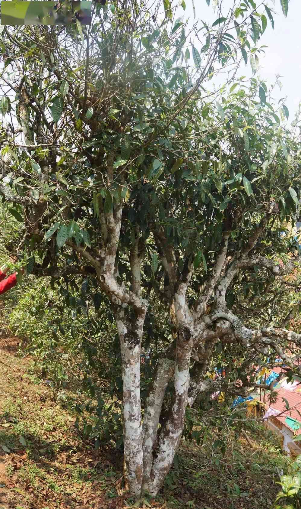 云南普洱茶十大山头古树茶排名