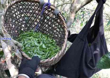 探究普洱茶的独特自然风味及其令人醉的味道