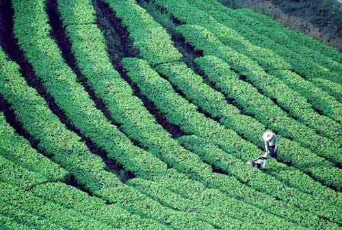 南糯山最出名的普洱茶是什么茶