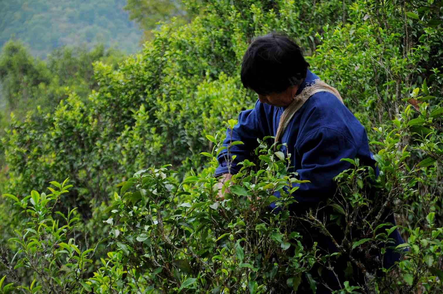 普洱茶工业化采摘技术及流程解析：如何确保品质与高产的平？