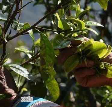 普洱茶工业化采摘工艺流程与标准：从采摘到成品全过程详解