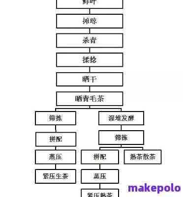 普洱茶工业化采摘工艺流程与标准：从采摘到成品全过程详解