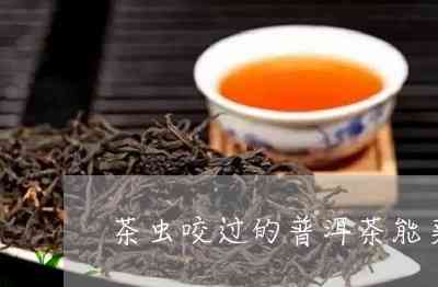 茶虫咬过的普洱茶能喝吗有吗