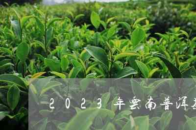 2023年云南普洱茶品质分析：口感、香气、外观等方面的综合评价