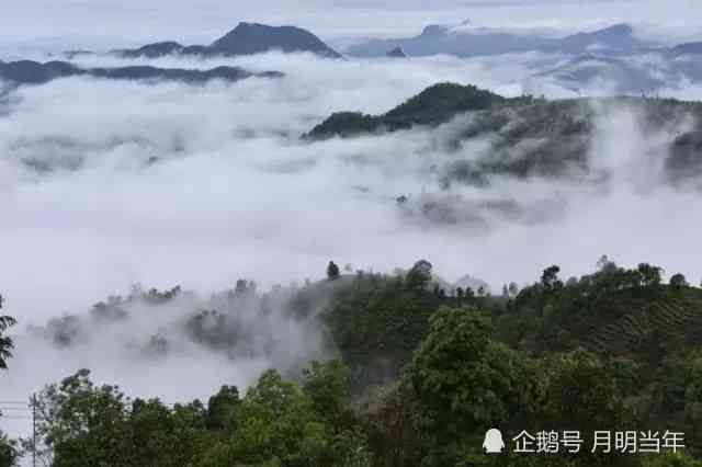 探索普洱茶与茶马古道的文化历：一种不相关的联系