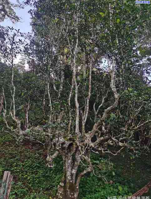 探究蜜香普洱茶品种与独特风味