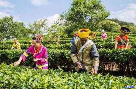 云南省临沧市：探索普洱茶顶级产地的历与文化