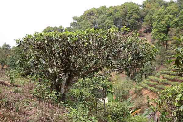 08年木普洱茶价格表：老木、古树茶价一览