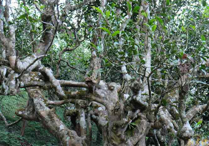 08年木普洱茶价格表：老木、古树茶价一览