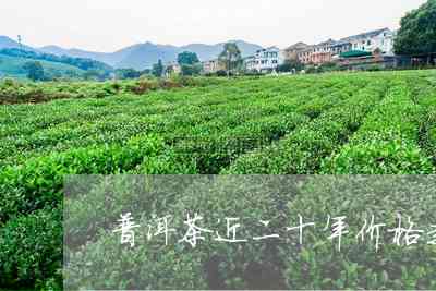 21年普洱茶价格低吗