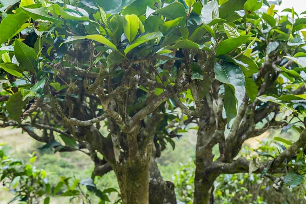 普洱茶跟古树普洱区别大吗？古树茶与普洱茶的区别是什么？