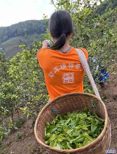 云南双江勐库瑞祥茶厂：优质茶叶价格与勐海瑞贡茶厂比较