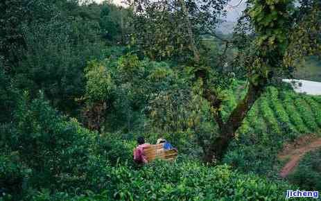 云南双江勐库瑞祥茶厂：优质茶叶价格与勐海瑞贡茶厂比较