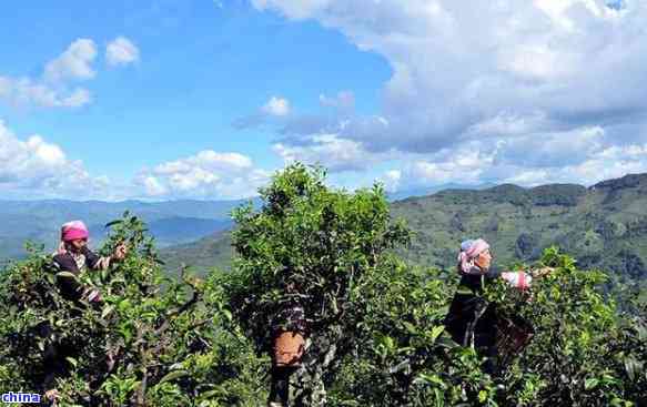 双江县勐库茶厂招聘信息：电话、地址等详见！