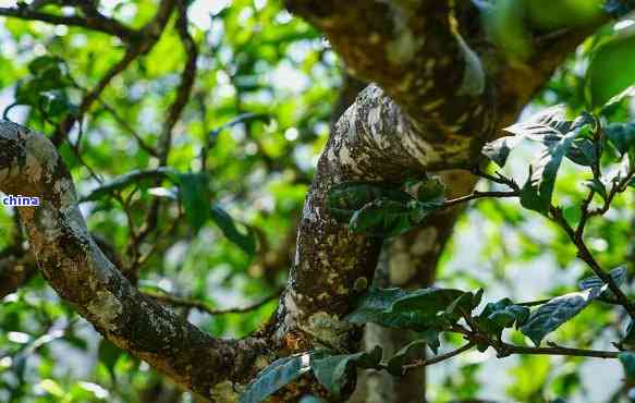 云南双江勐库普洱茶：一款口感与特点并存的古树茶品介绍