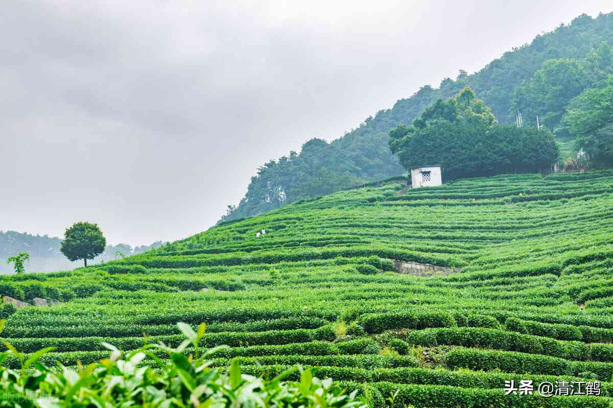 红茶和普洱茶哪个养胃效果好些