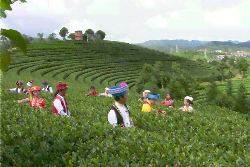 勐润号无量山普洱茶：西双版纳州的高品质茶叶，带你品味云南的独特风味