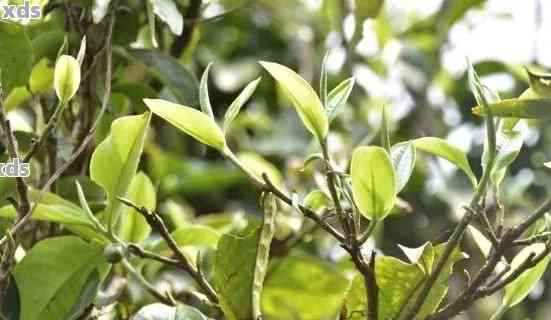 古树普洱叶片的奇妙味道：一款区别于传统普洱茶的价格越茶叶