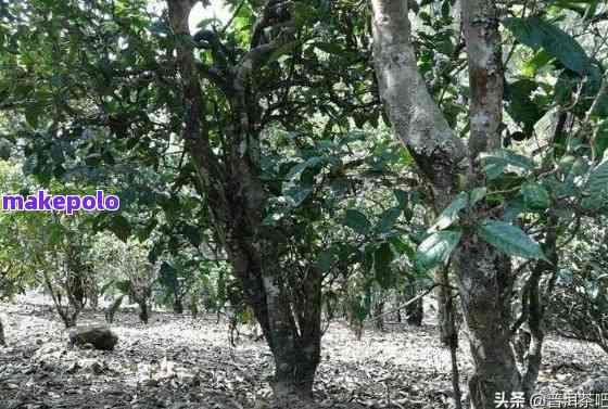 普洱茶古树茶的特点、功效与品饮方法详解