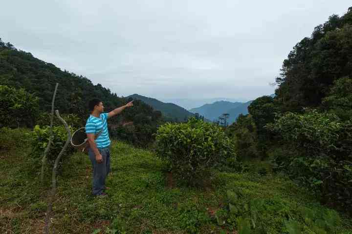 最新凤凰岭普洱茶价格表及图片大全