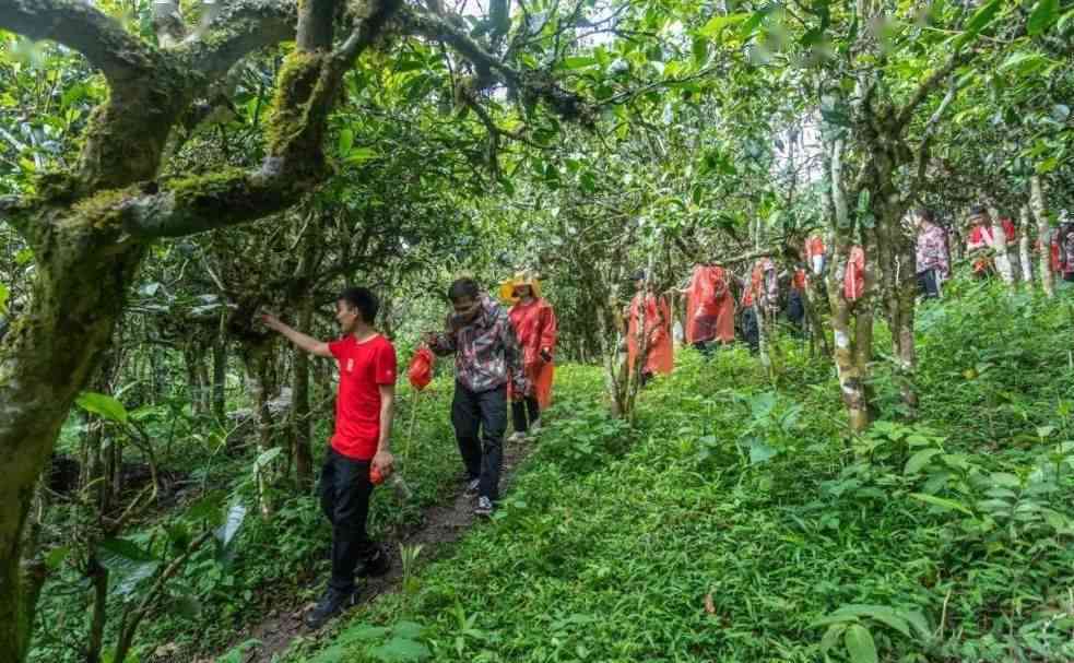 十大知名普洱茶：勐海雨林古树茶与云南老字号的深度解读