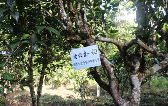 十大知名普洱茶：勐海雨林古树茶与云南老字号的深度解读