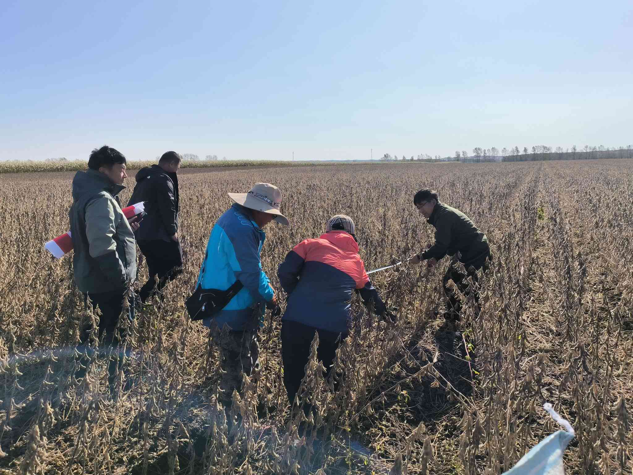 黑河地区优质玉米品种推荐：适宜生长的农业生产用种